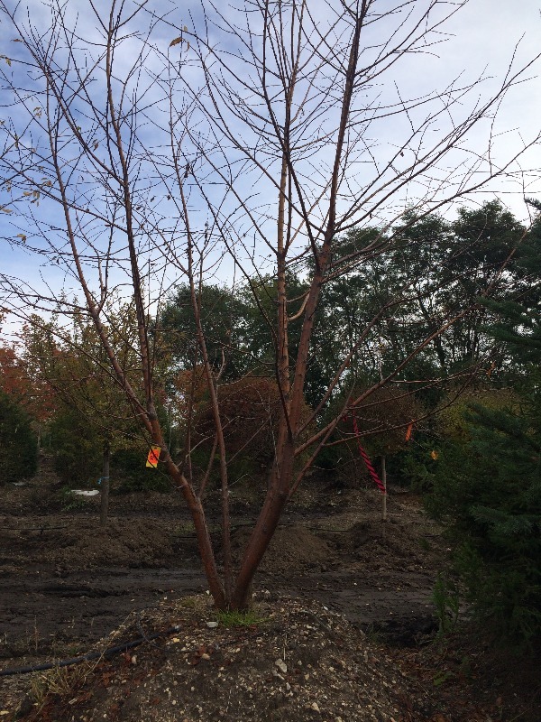 Red Birch   8-10