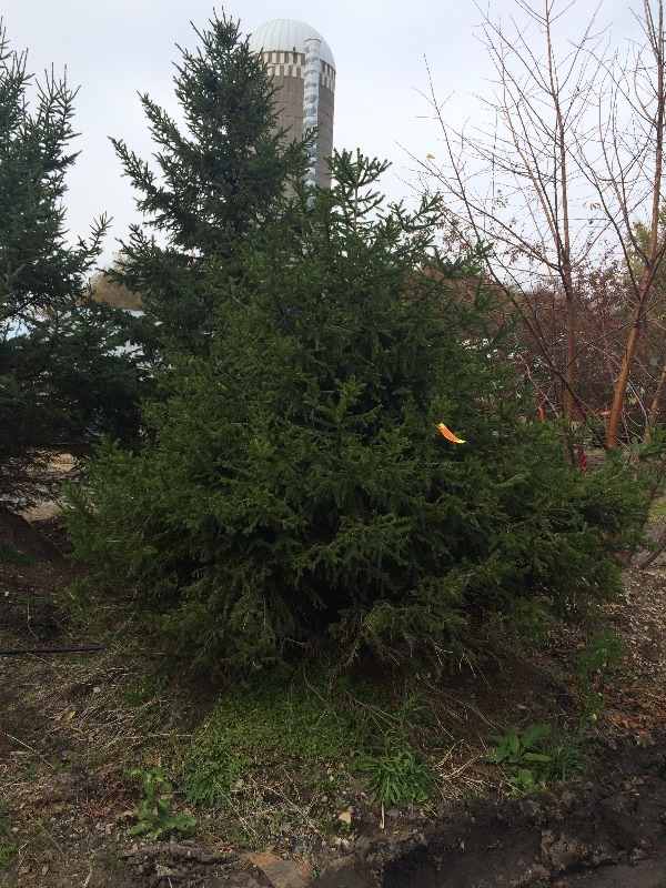 Norway Spruce Tree  8ft