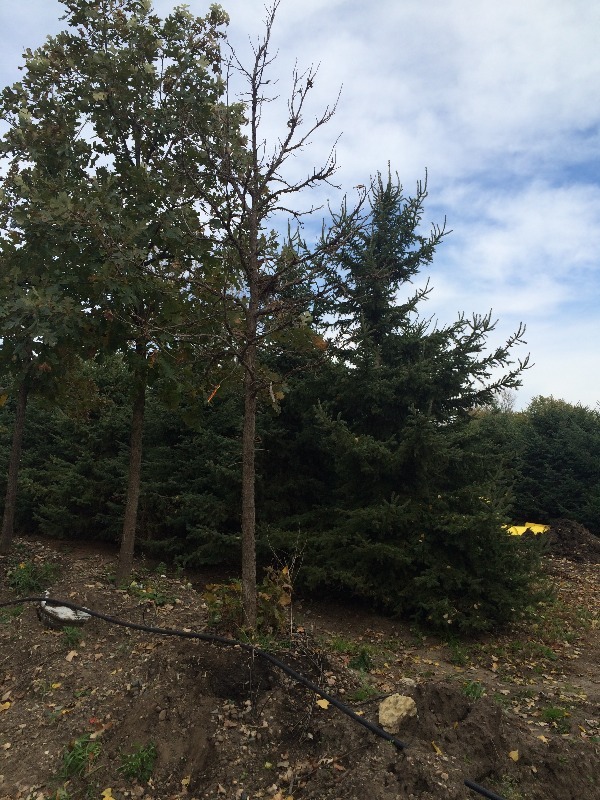 Oak Bur Tree   3.5