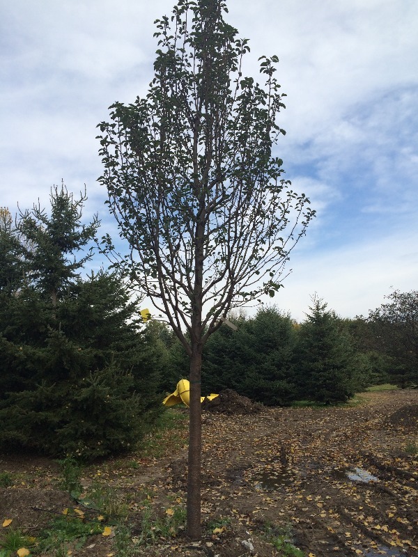Cleveland Select Pear Tree  3