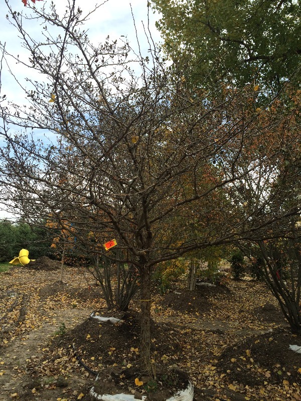 Thornless Hawthorn Tree  3.5