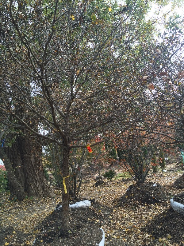Thornless Hawthorn Tree  3.5