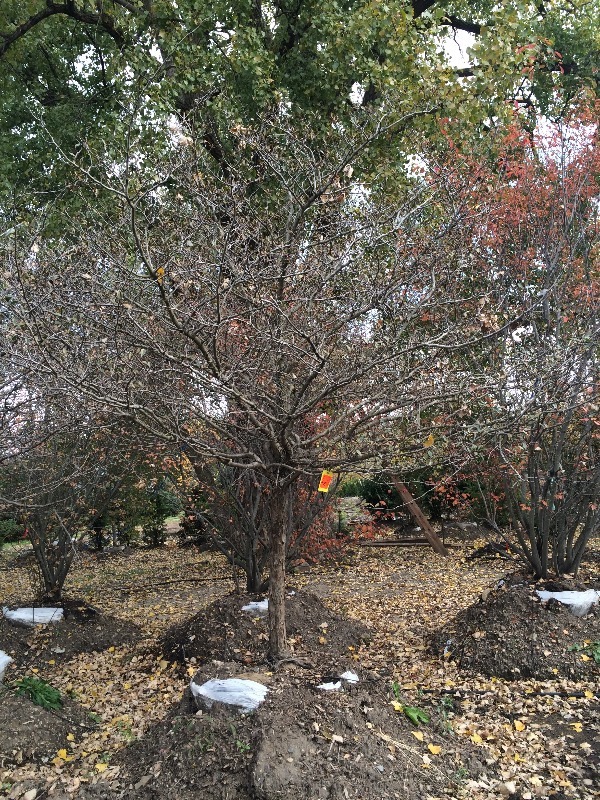 Thornless Hawthorn Tree  3.5