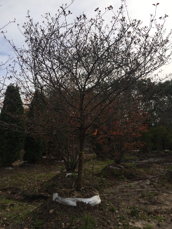 Thornless Hawthorn Tree  3.5