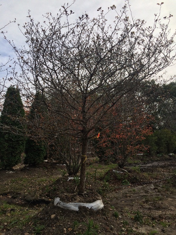 Thornless Hawthorn Tree  3