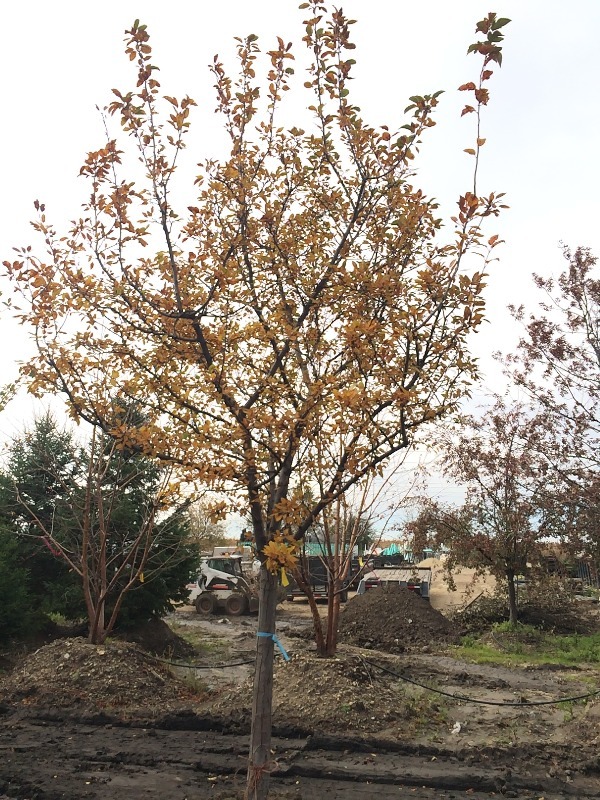 Thornless Hawthorn  3.5
