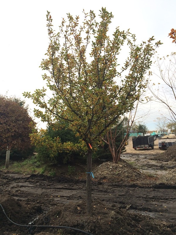 Thornless Hawthorn  3.5