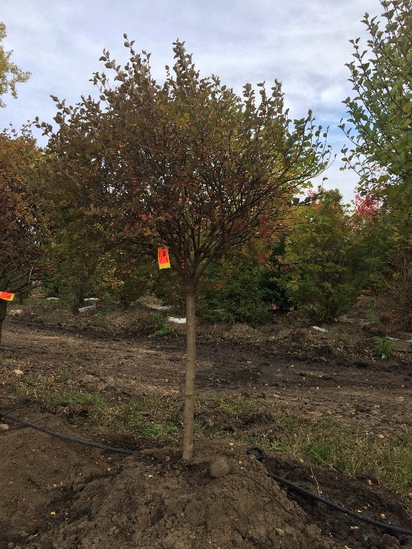 Dwarf Korean Lilac Tree Form Tree  3.5