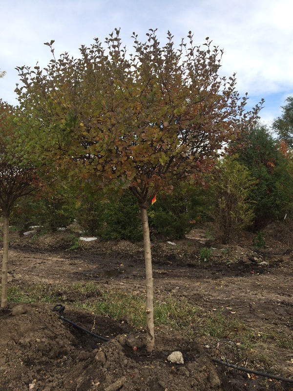 Dwarf Korean Lilac Tree Form Tree  3
