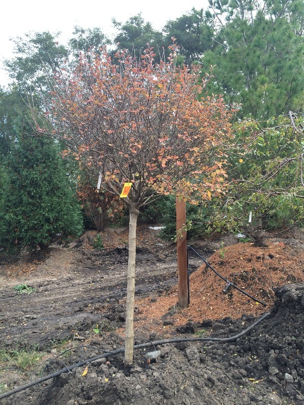 Dwarf Korean Lilac Tree Form Tree  3