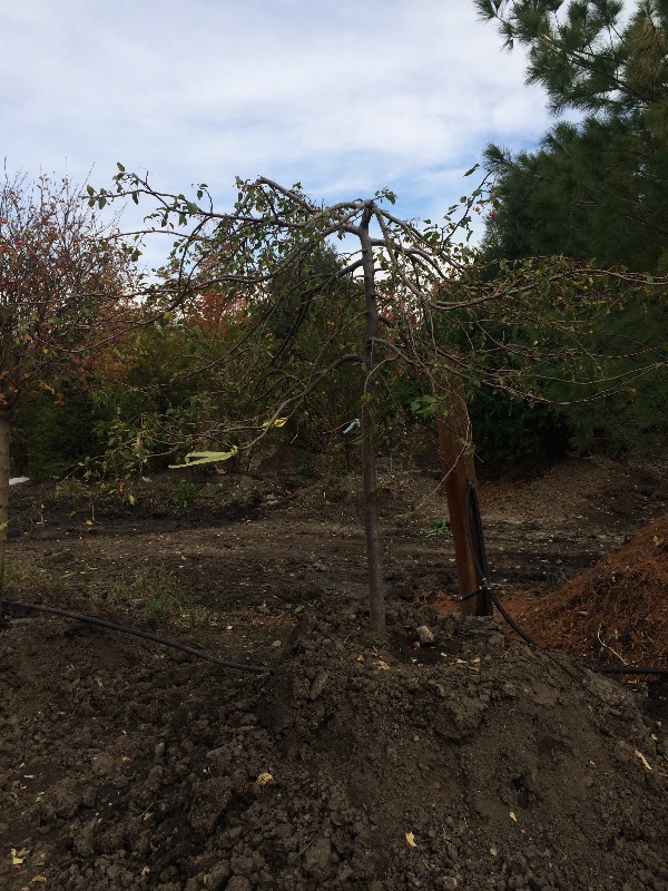 Whispering Crab Apple Tree  3