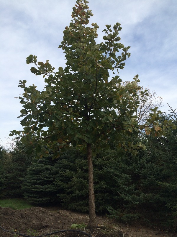 Oak SW Tree  3.5