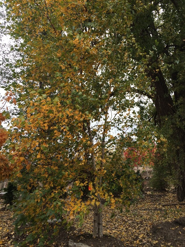 White Spire Birch Tree   16