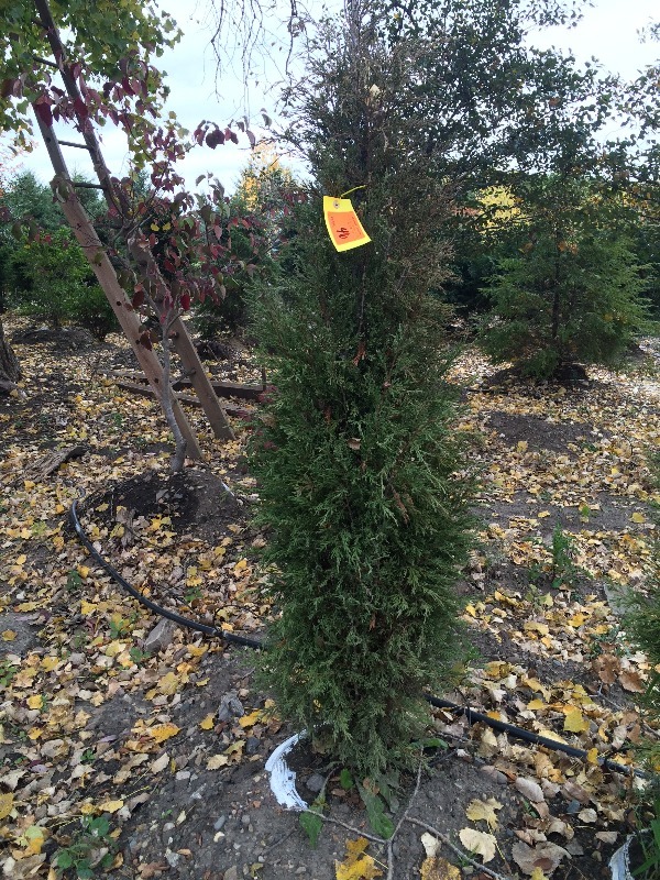 Arborvitae Tree  5