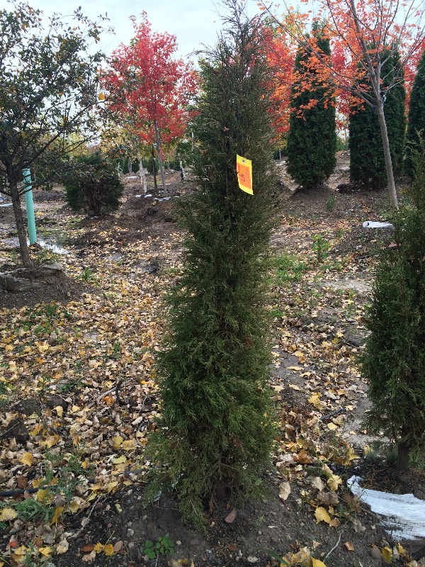 Arborvitae Tree  5