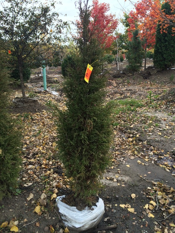 Arborvitae Tree  5