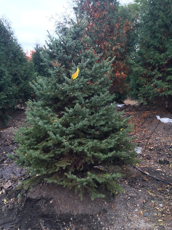 Spruce Tree  6