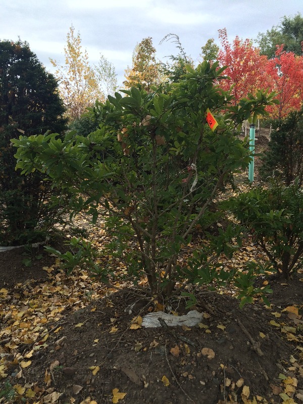 Magnolia Royal Star Tree  4