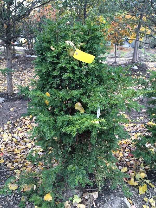 Japanese Upright Yau tree  5ft