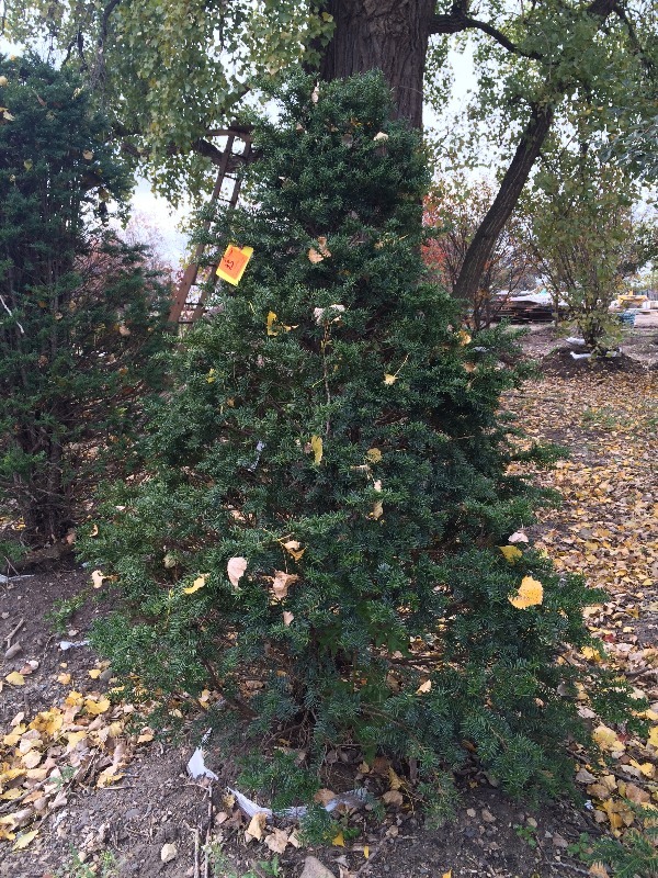 Japanese Upright Yau tree  6ft