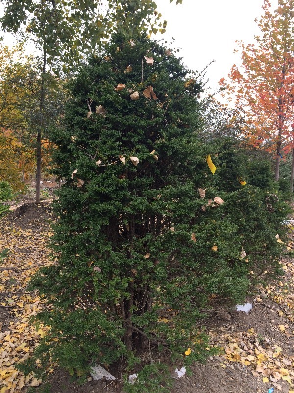 Japanese Upright Yau tree  7ft