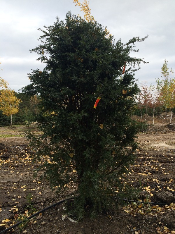 Japanese Upright Yau tree  7ft