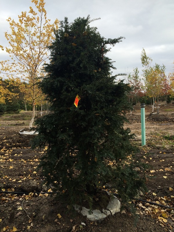 Japanese Upright Yau tree  7ft