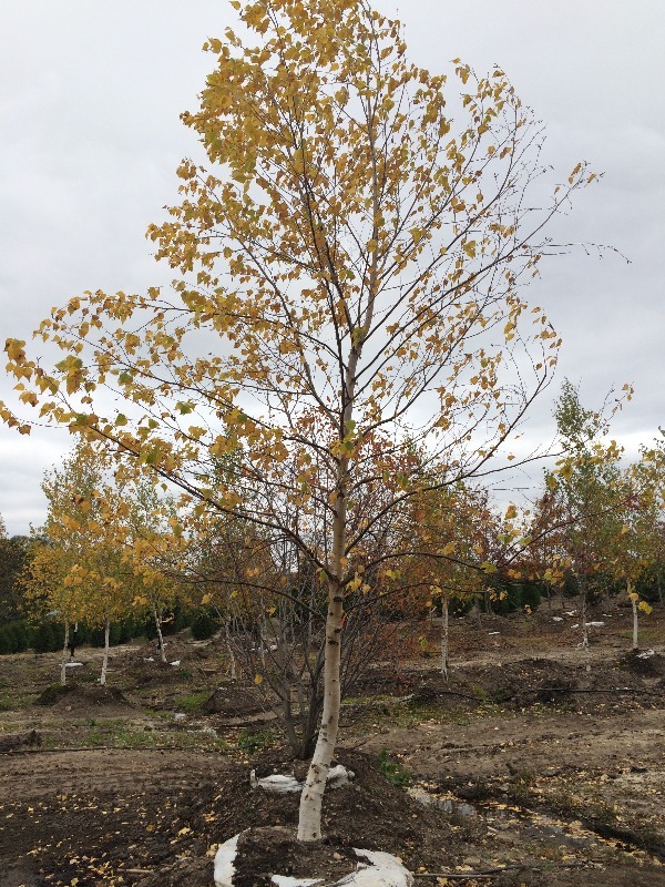 Birch Tree 3