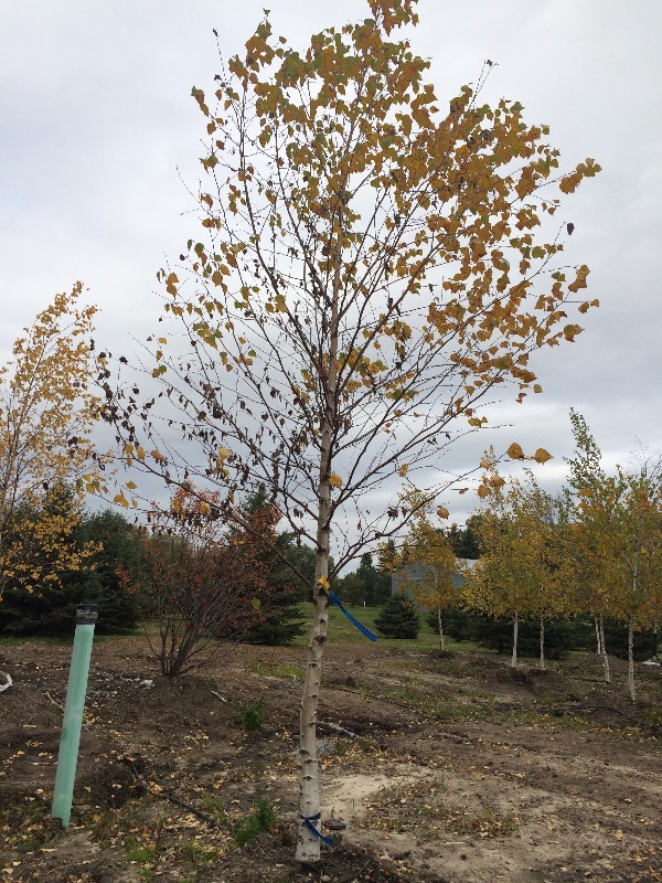 Birch Tree 3