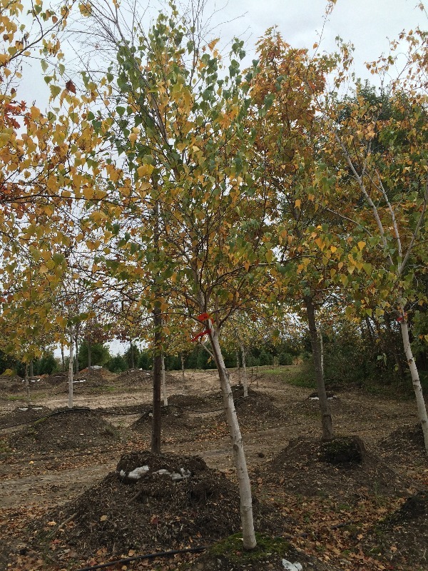 Birch Tree 3