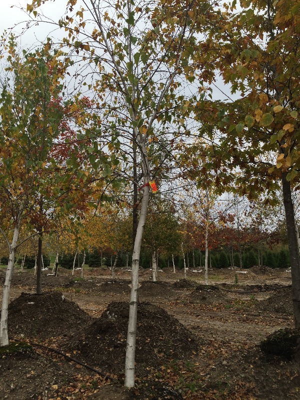 Birch Tree 3