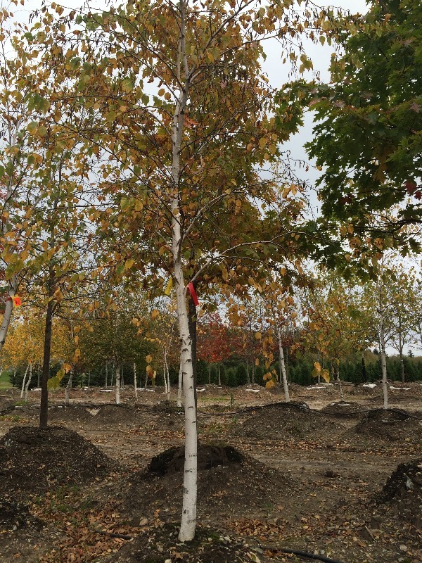 Birch Tree 3
