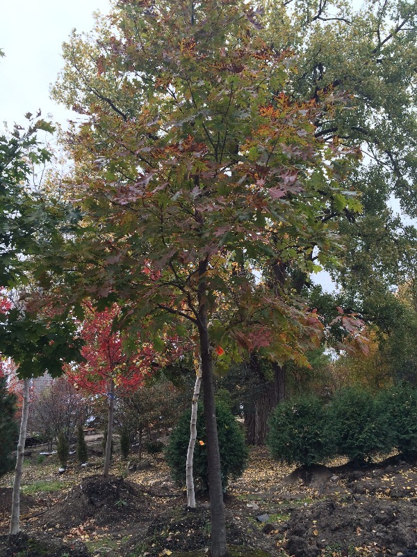 Red Maple Tree  3.5