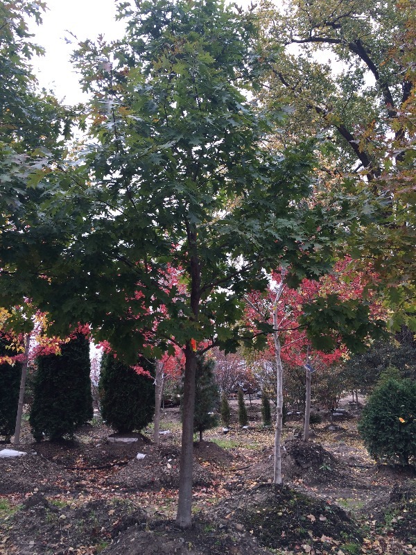 Red Oak Tree  3.5