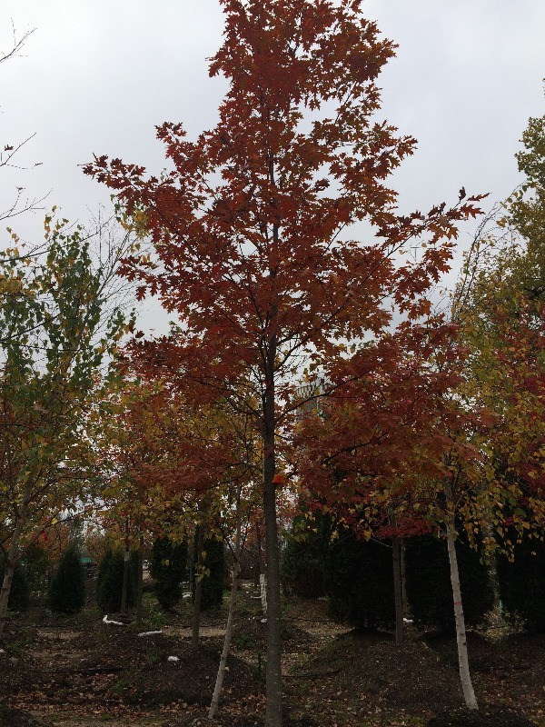 Red Oak Tree  3.5