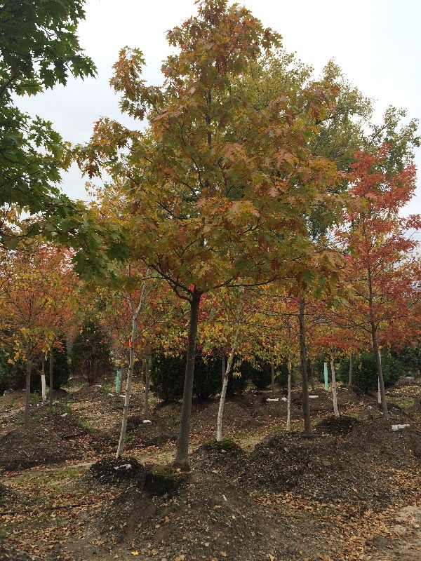 Red Oak Tree  4.5