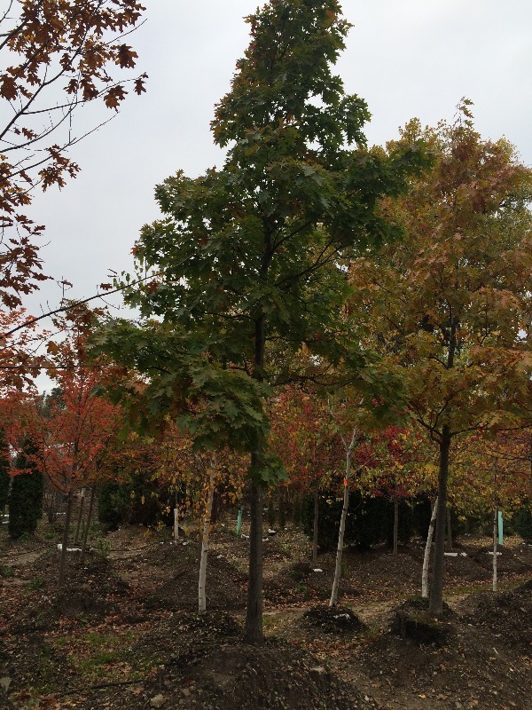 Red Oak Tree  4