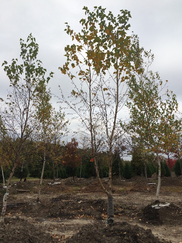 White Spire Birch Tree  3