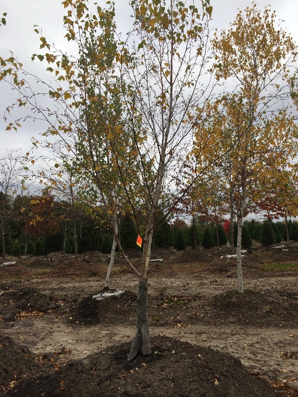 White Spire Birch Tree  3