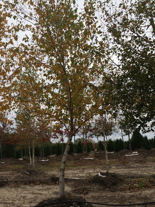 White Spire Birch Tree  3.5