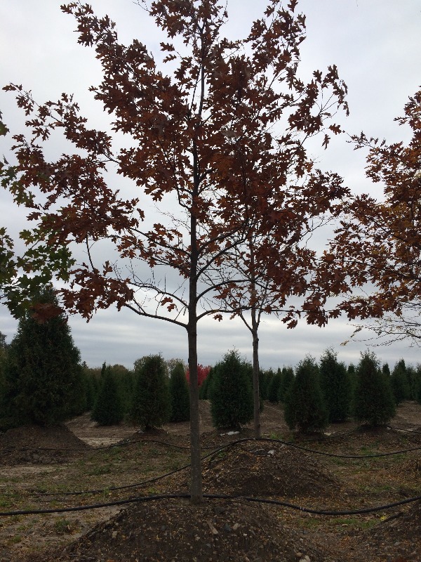 Red Maple Tree  4