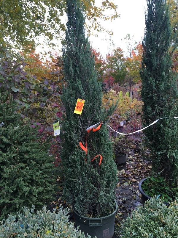 Skyrocket Juniper  7   lot of 1