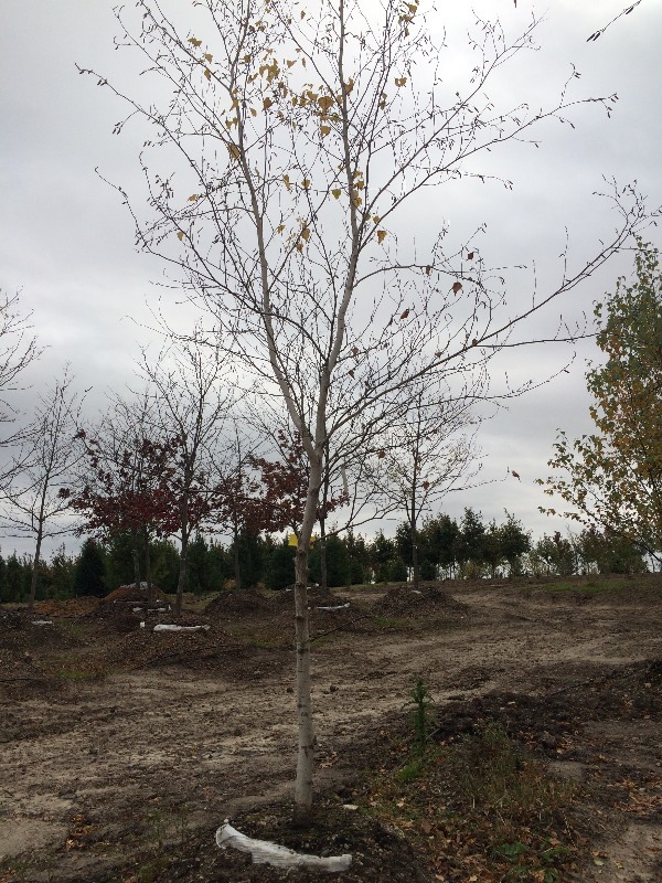 White Spire Birch Tree  3