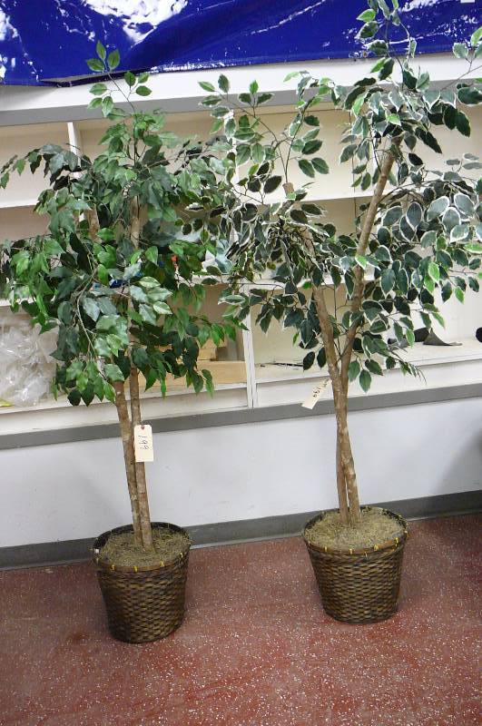 lot 199 image: Trees 66 high