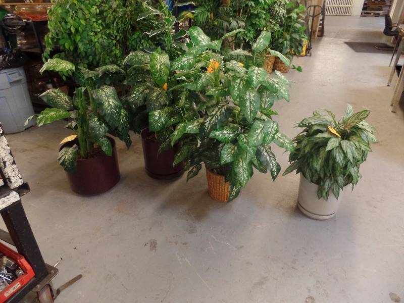 Artificial Greens