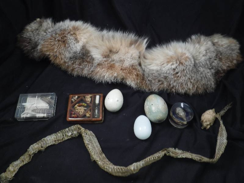 lot 64 image: Snakeskin, Paperweights, Fur Neck Warmer, and other items