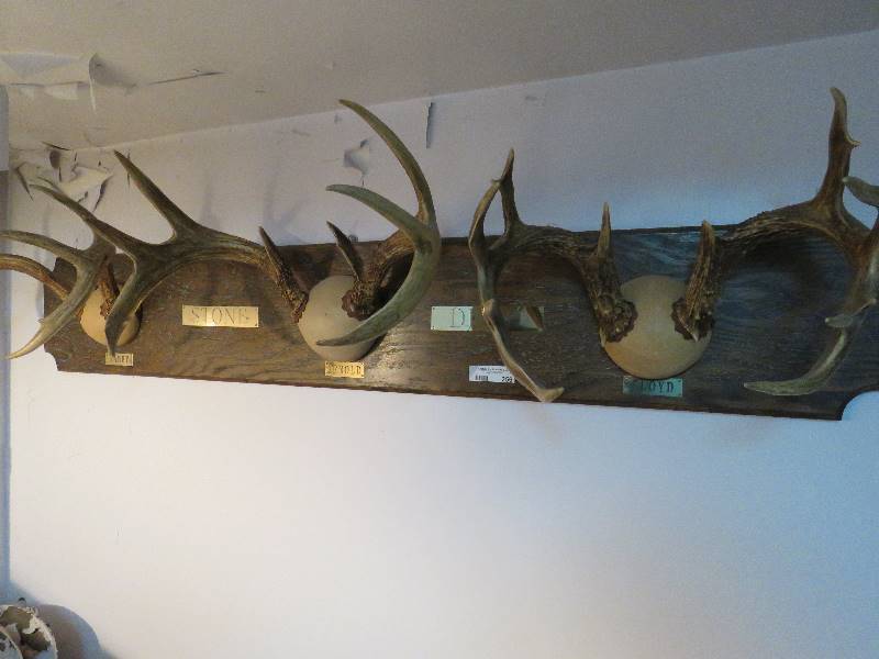 lot 256 image: Antlers