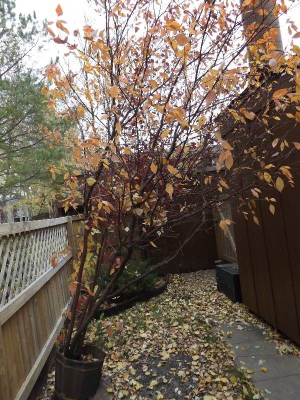 lot 323 image: Live Potted Tree