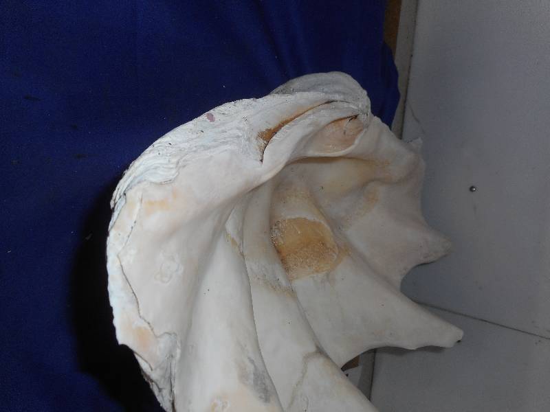 lot 102 image: BAHAMAS GIANT CLAM SHELL