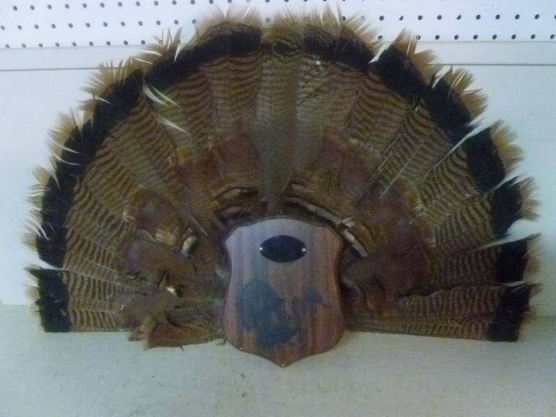 Wild Turkey Feather Decoration